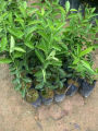 Berjaya Plant Nursery - Pokok Limau Nipis Jambak Hybrid(Pokok Buah Hidup/Buah-buahan/Real Live Fruit Tree). 