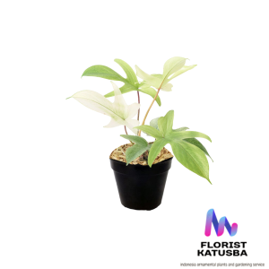 tanaman hias daun  philodendron florida gosht