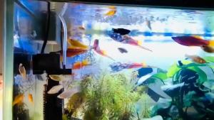 3 in 1 Aquarium Filter For Fish Tank Aquarium Oxygen With Filter submersible Water Pump