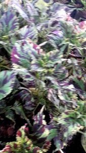 tanaman hias meyana batik/miayana batik/menyana batik