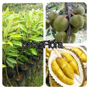 Bibit durian musangking okulasi bibit cepat berbuah