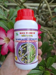 [TRUNG THIEN THINH] Phân bón SIÊU TẠO NỤ chai 250ml giúp mai vàng ra nhiều nụ kim nụ khỏe mập mạp