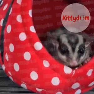 KITTYDOM Sleeping Pouch Tempat Tidur Gantung Hamster Sugar Glider Burung Lovebird Parkit Hammock Mainan Ayunan Hamok