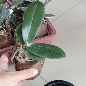 Mini matured Palaenopsis
