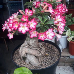 Bibit Tanaman Hias Bunga Kamboja Jepang Pink