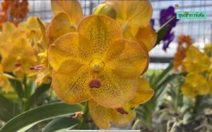 กล้วยไม้แวนด้า🌼 กล้วยไม้แวนด้าราชบุรีบิวตี้🌼 ใส่ตะกร้า 3.5 นิ้ว 5-6 ใบคู่ และสามารถออกดอกตลอดปี 1 ต้น/ขุนเขาการ์เด้น