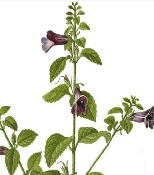 H%E1%BA%A1t%20Gi%E1%BB%91ng%20C%C3%A2y%20Nh%C3%A2n%20Tr%E1%BA%A7n%20-%20(%20c%C3%A2y%20d%C6%B0%E1%BB%A3c%20li%E1%BB%87u)%20-%20G%C3%B3i%20200%20h%E1%BA%A1t%20-%20Image%204