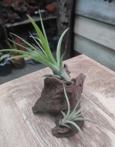 Tillandsia Concolor x Brachy and humbug (ionantha x paucifolia) with wood / Gift set