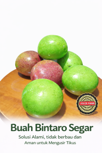 (PAKET 500 GRAM) BUAH PENGUSIR TIKUS/BUAH BINTARO/SIMPALAK/CERBERA MANGHAS INSEKTISIDA ALAMI PENGUSIR HAMA DLL
