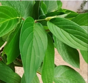 Daun Sirih Hutan Segar 250 gram / Daun Sirih Hutan Fresh 100 gram Langsung Dipetik Dari Kebun