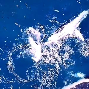 肥皂盒新款鲸鱼鱼尾壁挂式沥水肥皂盒粘贴免打孔卫生间壁挂式香皂