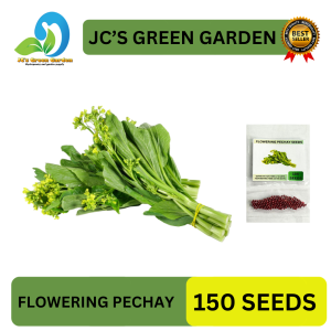 (150 SEEDS) FLOWERING PECHAY/CHOY-SUM/CHINESE PECHAY/FOR BACKYARD/FARMING/HIGH GERMINATION RATE