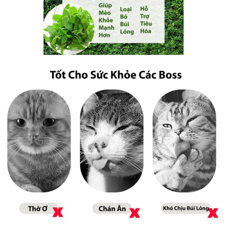 C%E1%BB%8F%20M%C3%A8o%20Catnip%20B%E1%BA%A1c%20H%C3%A0%20t%E1%BB%B1%20nhi%C3%AAn%20Gi%C3%BAp%20gi%E1%BA%A3m%20stress%20cho%20m%C3%A8o,%20ti%C3%AAu%20b%C3%BAi%20l%C3%B4ng,%20gi%E1%BA%A3m%20h%C3%B4i%20mi%E1%BB%87ng,%20th%C6%B0%20gi%E1%BA%A3n%20-%20Image%204