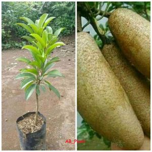 Bibit Sawo Mentimun Jumbo Unggul Siap Buah Garden Gardening Plants Seeds Bulbs