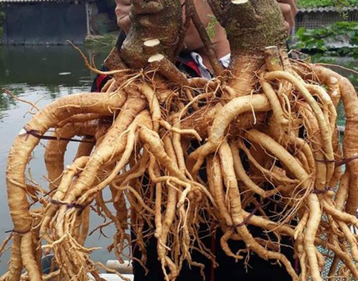 Bán Củ đinh lăng tươi tại hồ chí minh - Củ 4-5kg