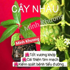 [Cây dược liệu] Cây nhàu thần dược giảm nhức mỏi-vườn Minh Khương