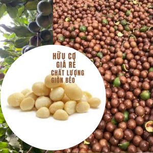 Nhân Macca nguyên hạt trắng đẹp hạt to đều hàng dùng cho mẹ bầu biếu tăng vùng Tây Nguyên