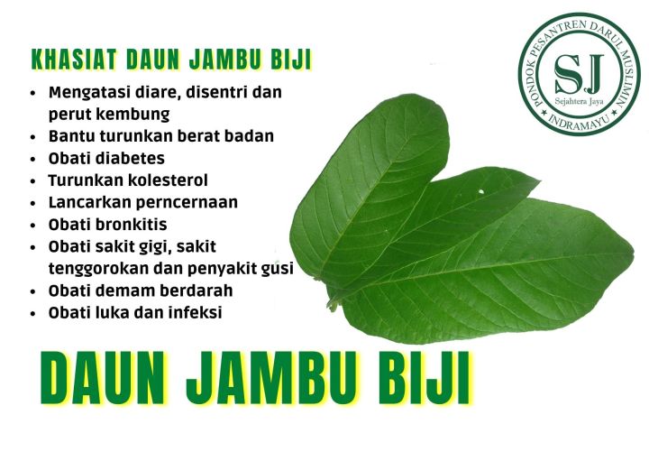 DAUN JAMBU BIJI SEGAR 10 Daun