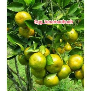 Bibit jeruk baby pacitan kondisi berbuah manis