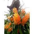 anggrek Vanda ascocentrum miniatum dewasa. 