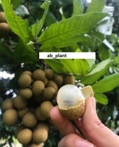 Bibit Kelengkeng New Kristal Super Hasil Okulasi Cepat Berbuah