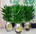 chậu cây phát tài phát lộc thủy sinh. 