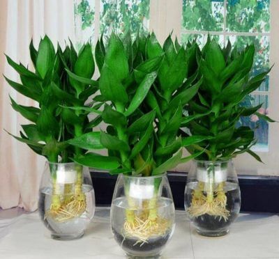 chậu cây phát tài phát lộc thủy sinh