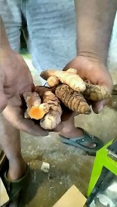 Mesin Perajang Kunir: Pengenalan dan Cara Menggunakannya