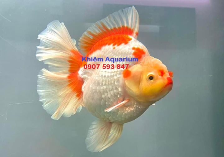 Men tiêu hoá trộn thức ăn cho cá cảnh, cá vàng ranchu, oranda, ryukin cám hỗ trợ tăng size cho cá vàng và cá koi con