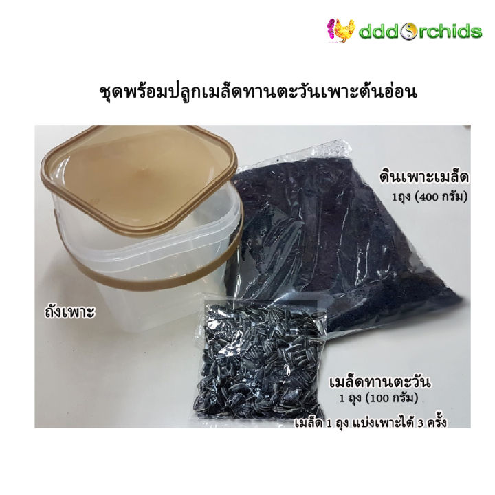 ชุดพร้อมปลูกเมล็ดทานตะวันต้นอ่อน เพาะง่าย โตไว