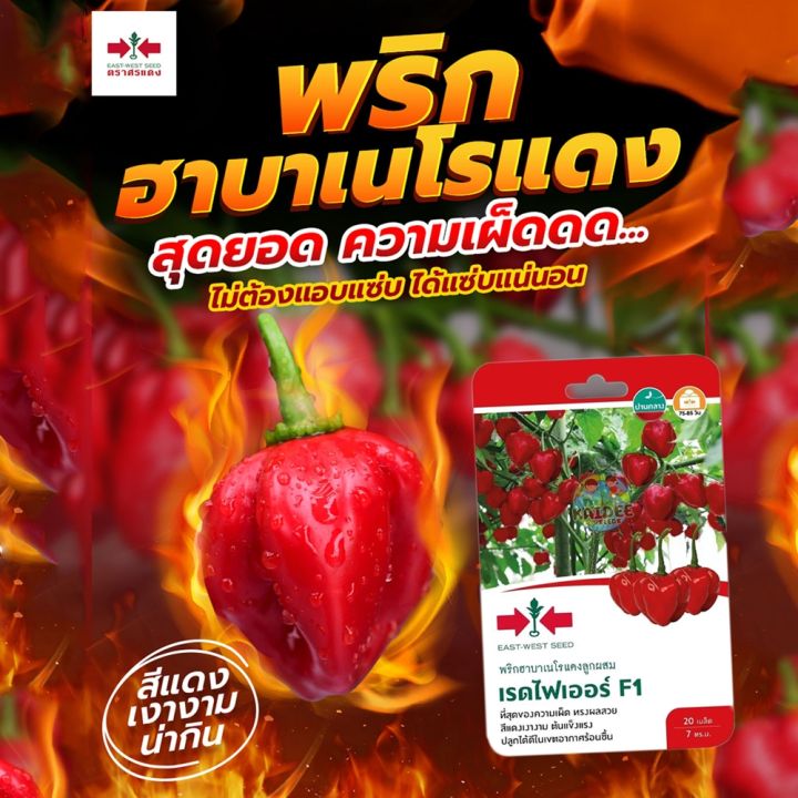 สุดยอดเมล็ดพันธุ์พริกศรแดง ปลูกง่าย ให้ผลดก เผ็ดจัดจ้าน อัปเดตปี 2025