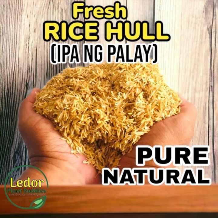 Ipa Fresh Rice Hull Ipa ng Palay Puro 250 & 500grams RICE HULL plants ...