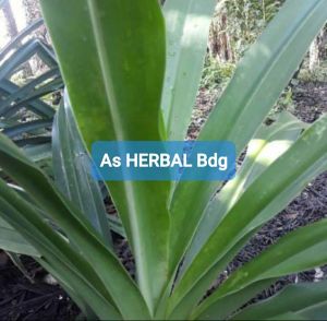 Daun bakung segar 500 gram fresh-az
