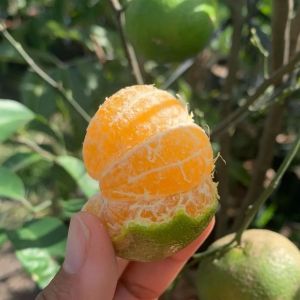 Promo (COD) BERBUAH Bibit Buah Tanaman Jeruk Santang Madu Okulasi Kondisi sudah Berbuah Termurah