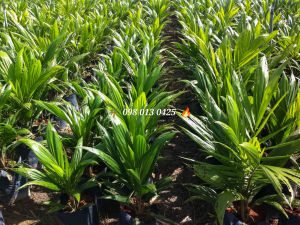 กล้าปาล์ม ( Univanich )  พันธุ์ปาล์ม ยูนิวานิช โทร 098 0130425