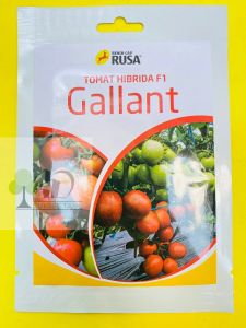 Benih Tomat GALLANT Hibrida f1 dari CAP RUSA mantab