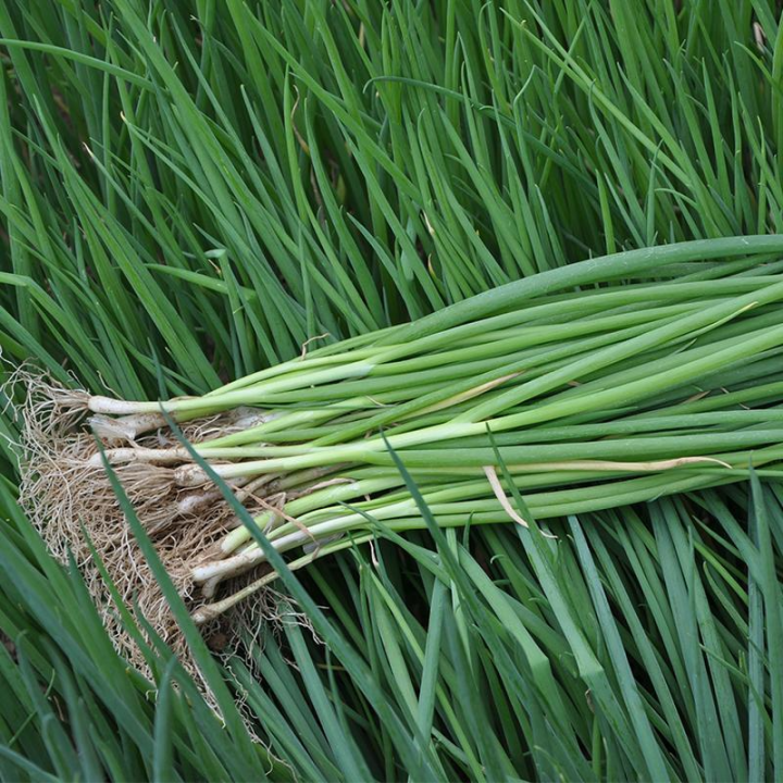 Dahon Ng Sibuyasbunching Onion 1000pcs Seeds Onion Seedseasy To