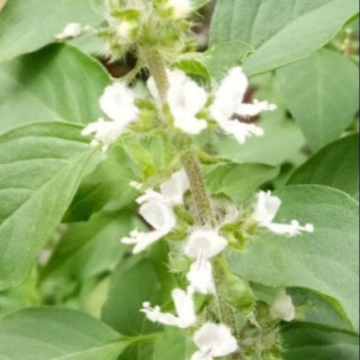 Malaysia Stock Pokok daun kemangi lemon basil Lazada