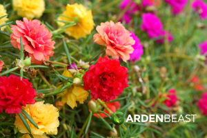 40pcs assorted color vietnam rose