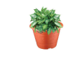 GNC Gafri Plastic Flower Pot Pasu Plastik Besar Gafri Flower Pot Plastic Pot For Plant Pasu Bunga Hiasan Murah 花盆塑料. 