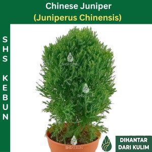 Pokok Pine Juniperus Bonsai Cupressaceae Juniperus Gaussenii Christmas Tree Juniper Cina Pokok Hidup SHS Kebun