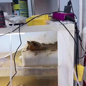 ปั๊มอากาศขนาดเล็กสำหรับตู้ปลา เงียบสำหรับใช้ในบ้าน USB ปั๊มออกซิเจนสำหรับตกปลาภายนอก ปั๊มออกซิเจนสำหรับตู้ปลา [ จัดส่งฟรี ]