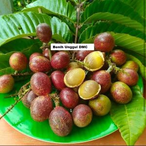 Bibit Matoa Jumbo Super Unggul Cepat Berbuah