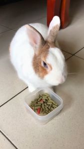 MAKANAN ARNAB PREMIUM RABBIT FEED PELLET FOOD & DIET