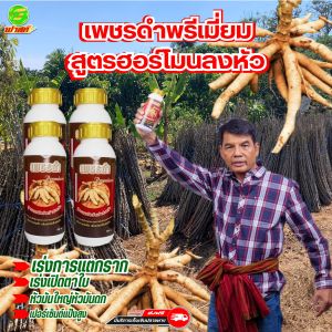 เร่งผลผลิต เร่งหัวมัน เปอร์เซ็นแป้งสูง เพชรดำลงหัวพรีเมี่ยม โปร4ขวด ขนาด1ลิตร สารอินทรีย์ตั้งต้นในกระบวนการหายใจของมันสำปะหลัง สินค้าพร้อมจัดส่ง