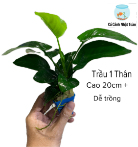 Trầu Bà 1 Thân Cây Thủy Sinh - Đẹp Dễ Sống cho hồ thuỷ sinh
