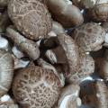 Jamur shitake fresh / 100 gram. 