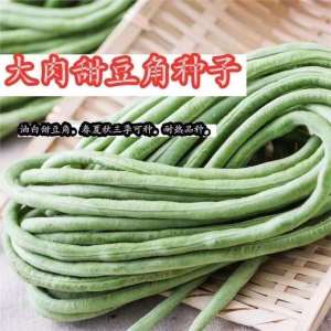 Large Meat Glutinous Rice Sweet Bean Seeds King of Kings Long Bean Seeds Fresh Seeds Rainbow Bean Vegetable Seeds Collection