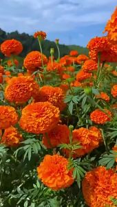 ดาวเรือง ดอกไม้ในร่มและกลางแจ้ง สี่ฤดูกาล ง่ายต่อการปลูก ดอกไม้ในสวน สวนสาธารณะ พืชที่ง่ายต่อการปลูก ระยะเวลาการบานยาวนาน