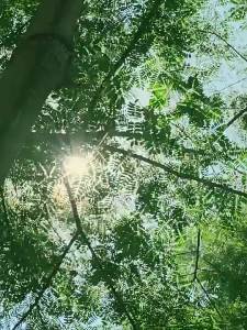 Msia Ready Stock Stand Kayu Pine Wood Easel Art Sketsa Lukisan Stand..........